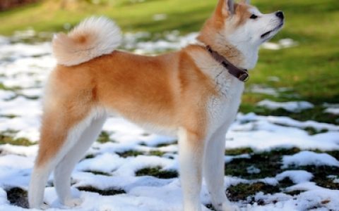 十大名犬排行榜茶杯狗(世界十大名犬排行榜图片)
