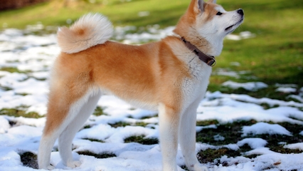 十大名犬排行榜茶杯狗(世界十大名犬排行榜图片)插图