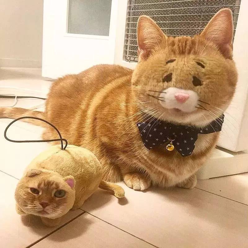 十大聪明宠物猫排行榜(十大聪明的狗狗排行榜)插图3