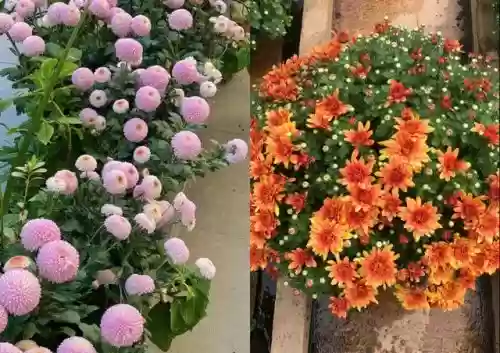 十大小型花草(十大室内大型植物排名)插图40