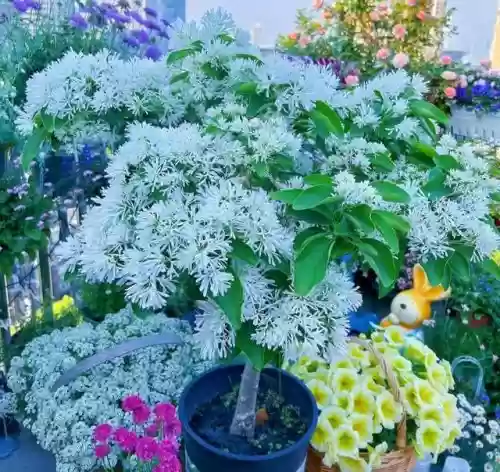 十大小型花草(十大室内大型植物排名)插图9
