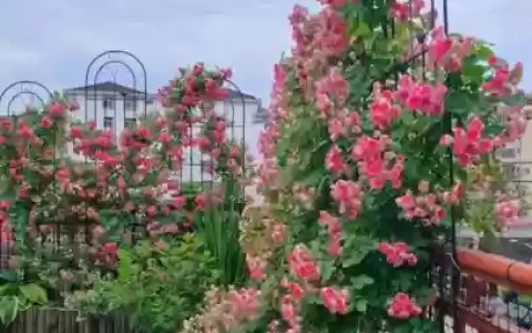十大小型花草(十大室内大型植物排名)