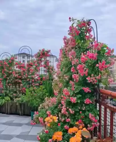 十大小型花草(十大室内大型植物排名)插图