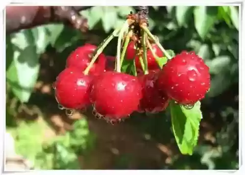 运城永济十大特产(永济名吃)插图5