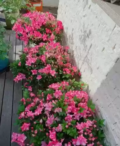 十大小型花草(十大室内大型植物排名)插图23