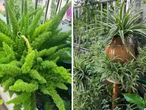 十大小型花草(十大室内大型植物排名)插图44
