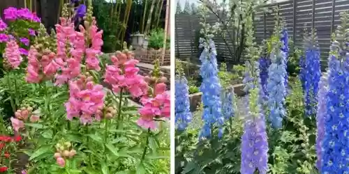 十大小型花草(十大室内大型植物排名)插图11