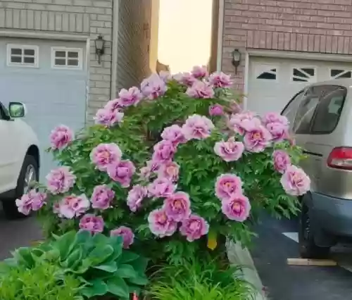 十大小型花草(十大室内大型植物排名)插图3
