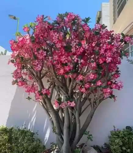 十大小型花草(十大室内大型植物排名)插图17