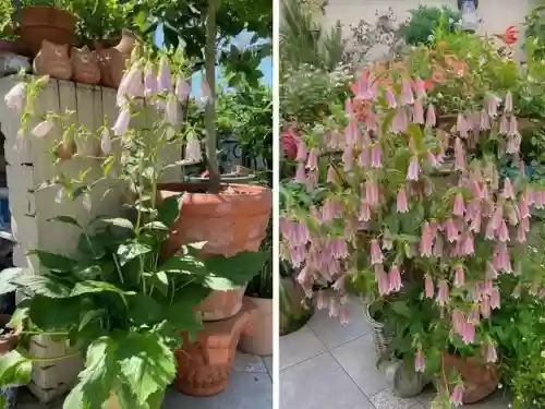 十大小型花草(十大室内大型植物排名)插图19