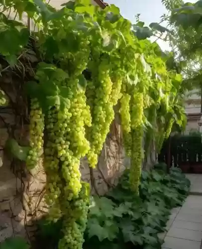 十大小型花草(十大室内大型植物排名)插图69