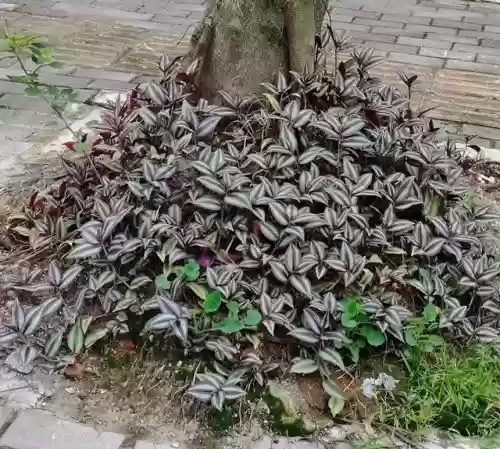 十大小型花草(十大室内大型植物排名)插图33