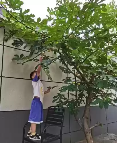 十大小型花草(十大室内大型植物排名)插图66