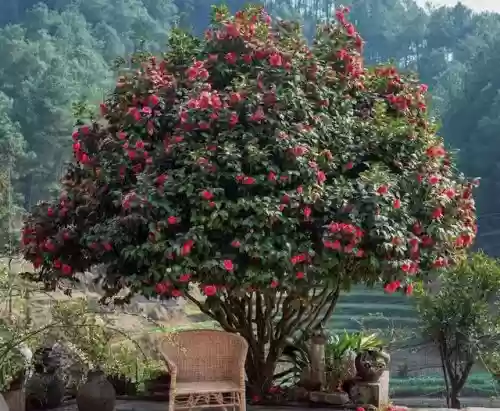 十大小型花草(十大室内大型植物排名)插图26