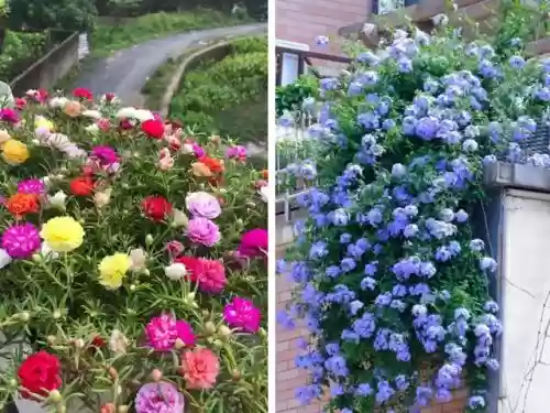 十大小型花草(十大室内大型植物排名)插图18