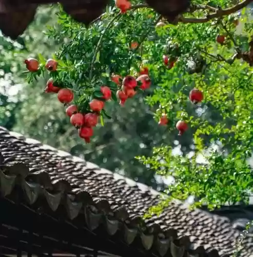 十大小型花草(十大室内大型植物排名)插图31