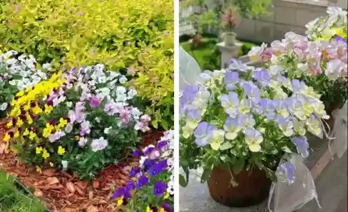 十大小型花草(十大室内大型植物排名)插图38