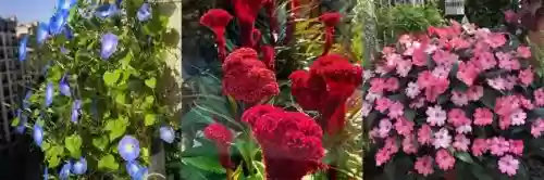 十大小型花草(十大室内大型植物排名)插图58