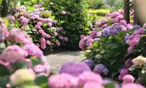 十大小型花草(十大室内大型植物排名)插图15