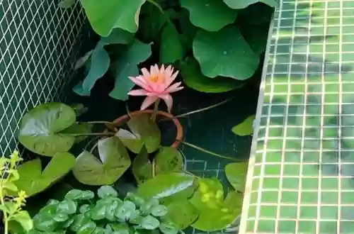 十大小型花草(十大室内大型植物排名)插图53