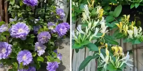 十大小型花草(十大室内大型植物排名)插图13
