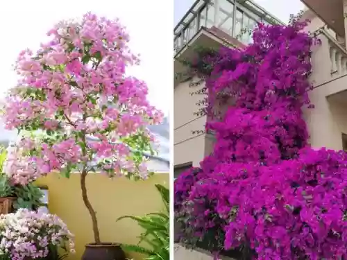 十大小型花草(十大室内大型植物排名)插图16