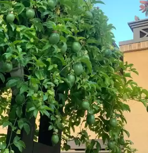 十大小型花草(十大室内大型植物排名)插图68