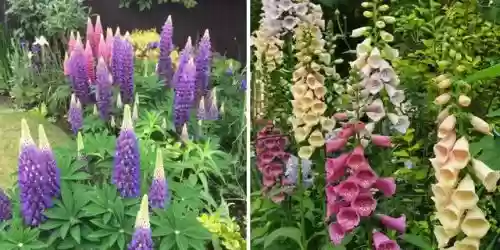 十大小型花草(十大室内大型植物排名)插图12