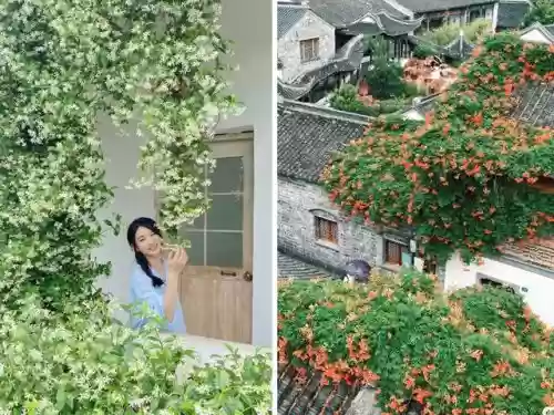 十大小型花草(十大室内大型植物排名)插图46