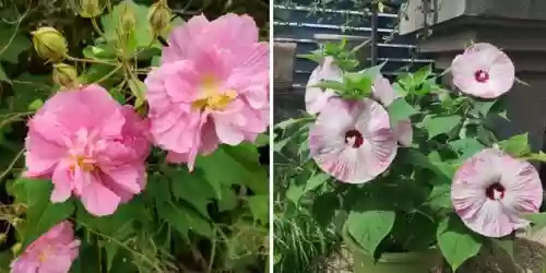 十大小型花草(十大室内大型植物排名)插图55