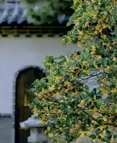 十大小型花草(十大室内大型植物排名)插图25