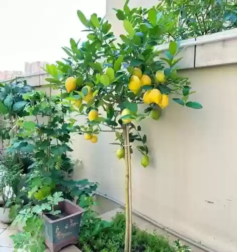 十大小型花草(十大室内大型植物排名)插图27
