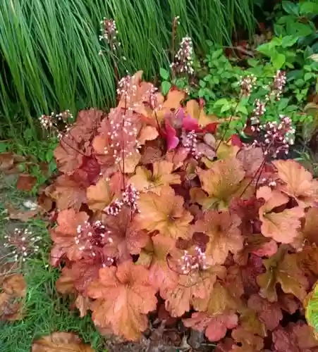 十大小型花草(十大室内大型植物排名)插图61