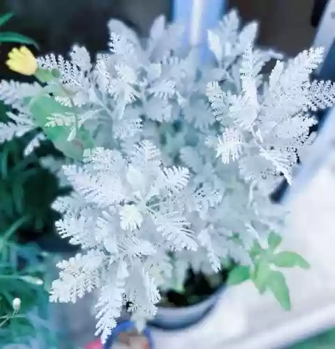 十大小型花草(十大室内大型植物排名)插图62