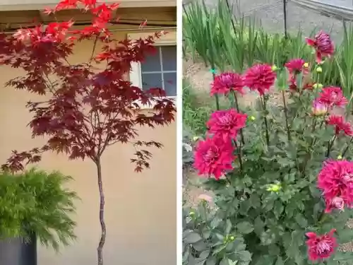 十大小型花草(十大室内大型植物排名)插图47