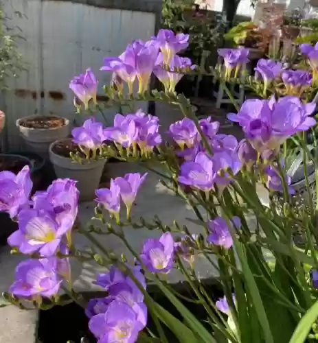 十大小型花草(十大室内大型植物排名)插图59