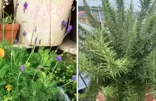 十大小型花草(十大室内大型植物排名)插图37