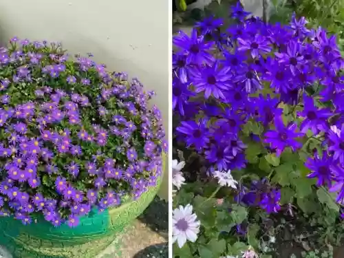 十大小型花草(十大室内大型植物排名)插图49