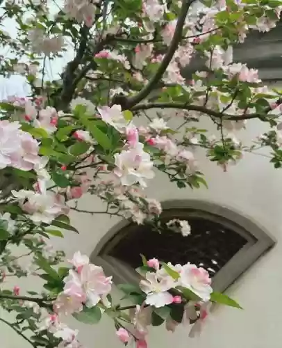 十大小型花草(十大室内大型植物排名)插图22