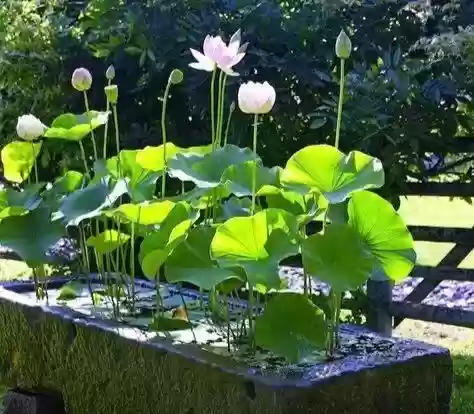 十大小型花草(十大室内大型植物排名)插图30