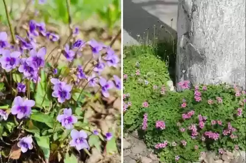 十大小型花草(十大室内大型植物排名)插图39