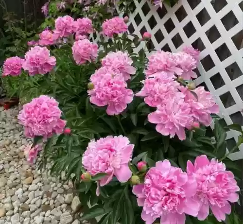 十大小型花草(十大室内大型植物排名)插图2