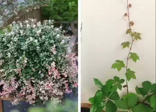 十大小型花草(十大室内大型植物排名)插图48