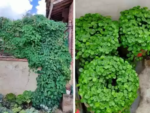 十大小型花草(十大室内大型植物排名)插图41