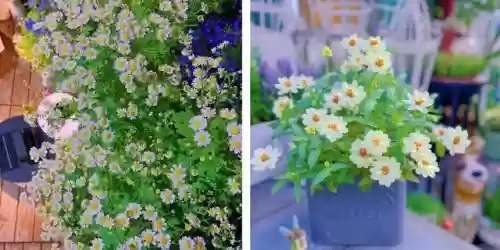 十大小型花草(十大室内大型植物排名)插图8