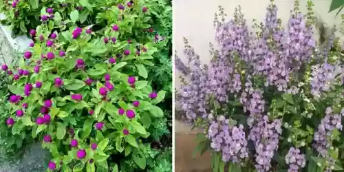 十大小型花草(十大室内大型植物排名)插图51