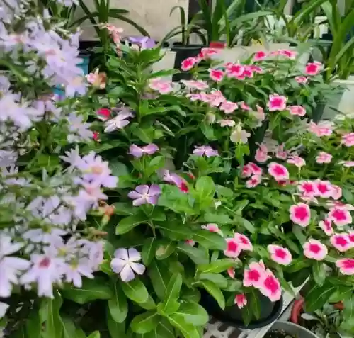 十大小型花草(十大室内大型植物排名)插图20
