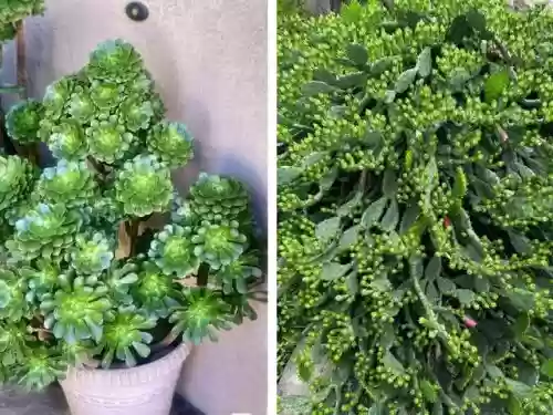 十大小型花草(十大室内大型植物排名)插图43