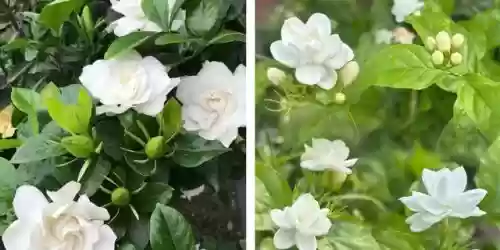 十大小型花草(十大室内大型植物排名)插图14