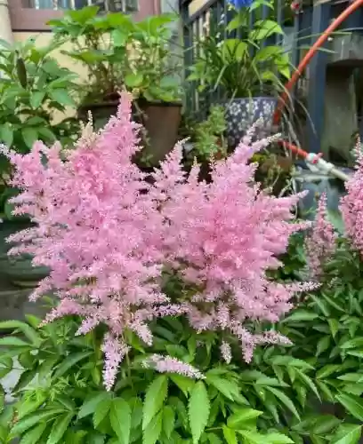 十大小型花草(十大室内大型植物排名)插图63